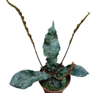 other plants Tectaria Hilocarpa
(14 Plants/Order)(8cmP 12cmH)