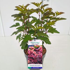 Physocarpus opulifolius Physocarpus op. 'Little Angel' 50-60C5
(1 Plants/Order)(23cmP 70cmH)