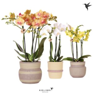 Phalaenopsis mixed mix 3 spike in Ethnic Pot khaki mix
(6 Plants/Order)(9cmP 40cmH)