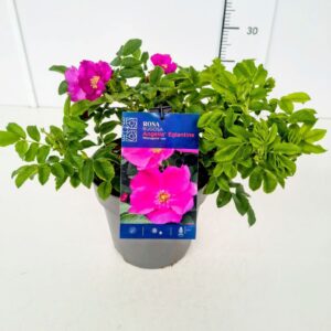 Rosa rugosa Rosa rugosa 'Angelia Eglantine' ® 50-60C5
(1 Plants/Order)(23cmP 60cmH)