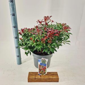 Pieris japonica Katsura PBR
(1 Plants/Order)(23cmP 40cmH)