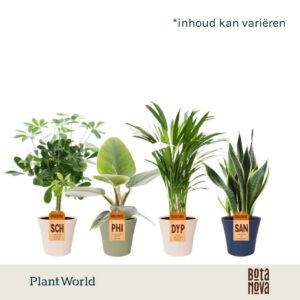 Indoor plants Groenmix Jamaica in Pot Coco collectie Top Blend
(6 Plants/Order)(14cmP 45cmH)