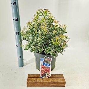 Pieris Passion jap. Polar ('PPOBAS'PBR)
(1 Plants/Order)(23cmP 40cmH)