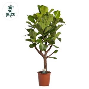 Ficus lyrata busch p27
(1 Plants/Order)(27cmP 130cmH)