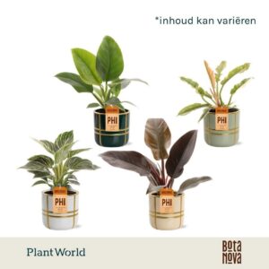 Philodendron Philodendron mix in Lauri Ceramics
(6 Plants/Order)(12cmP 40cmH)