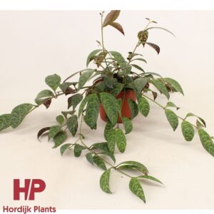 Aeschynanthus marmoratus 12 cm Pot - Aeschynanthus Marmoratus (6 Plants/Order)(12cmP 15cmH)