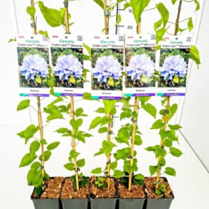 Clematis Clematis 'Crater Lake' (Mazury) 80CMC2
(10 Plants/Order)(17cmP 100cmH)