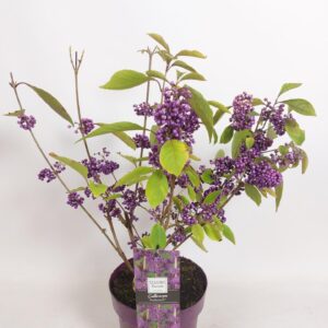 Callicarpa bodinieri Profusion Callicarpa Bod. Profusion in 19cm Pot
(3 Plants/Order)(19cmP 60cmH)