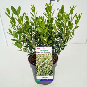 schrub Phillyrea angustifolia Gre Phillyrea ang. 'Grand Prix' PBR 40-50C5
(1 Plants/Order)(22cmP 50cmH)