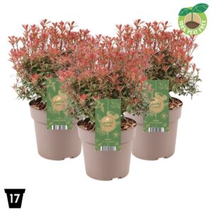 Pieris japonica Little Heath
(1 Plants/Order)(17cmP 30cmH)