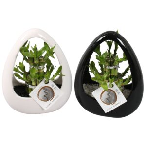 Dracaena Dracaena sanderiana Lucky Lucky Bamboo Round 2Big in ø19cm Ikebana Ceramic Black/White
(8 Plants/Order)(19cmP 25cmH)