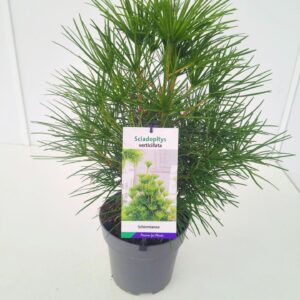 Sciadopitys verticillata Sciadopitys verticillata 40-50C5
(1 Plants/Order)(23cmP 50cmH)