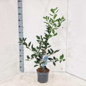 Ilex Nellie R. Stevens'
(1 Plants/Order)(19cmP 90cmH)