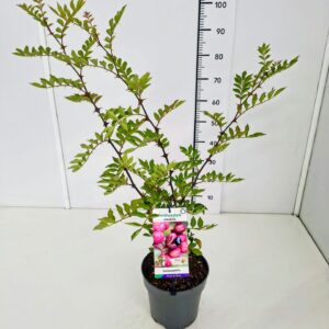 Zanthoxylum simulans Zanthoxylum simulans 60-80C5
(1 Plants/Order)(23cmP 80cmH)