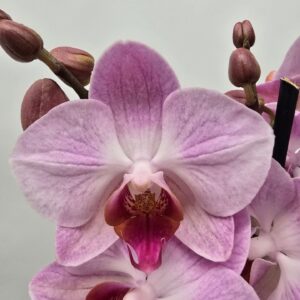 Phalaenopsis other Limited 37 Week 21
(10 Plants/Order)(12cmP 45cmH)