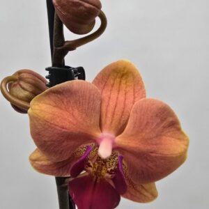 Phalaenopsis other Limited 07 Week 25
(10 Plants/Order)(12cmP 60cmH)