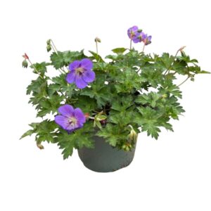 Geranium Rozanne
(1 Plants/Order)(17cmP 25cmH)