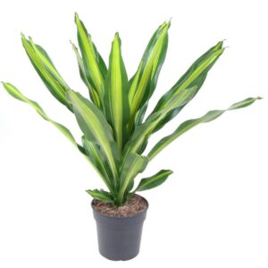 Dracaena Burley kopstek P24
(1 Plants/Order)(24cmP 100cmH)