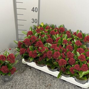 Skimmia Red Dwarf japonica
(15 Plants/Order)(10.5cmP 25cmH)