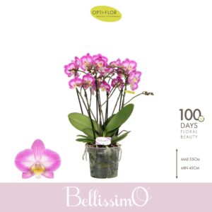 Phalaenopsis Multiflora Bellissimo Caro
(3 Plants/Order)(15cmP 50cmH)