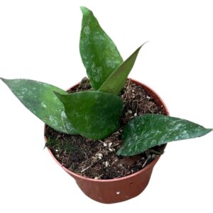 Hoya Caudata
(9 Plants/Order)(10.5cmP 15cmH)