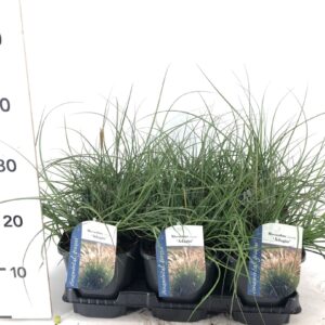 Miscanthus Adagio Miscanthus sinensis Adagio
(6 Plants/Order)(17cmP 60cmH)