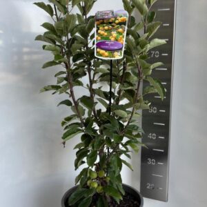 Malus Malus Golden Hornet
(1 Plants/Order)(29cmP 110cmH)