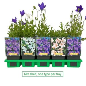 Platycodon grandiflorus mix laag P11
(10 Plants/Order)(11cmP 50cmH)