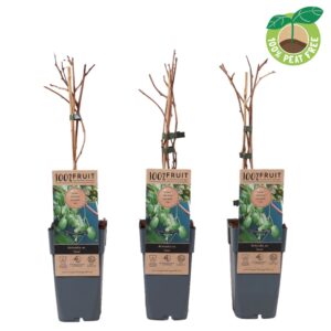 Actinidia arguta Issai (zelfbestuiver)
(10 Plants/Order)(15cmP 50cmH)