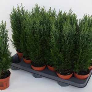Chamaecyparis law. 'Ellwoodii
(12 Plants/Order)(11cmP 40cmH)
