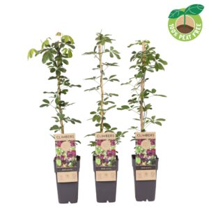 Akebia quinata
(10 Plants/Order)(15cmP 60cmH)