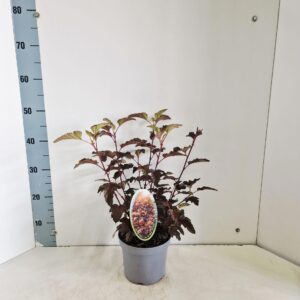 Physocarpus Lady in Red opulifolius ('Tuilad'PBR)
(1 Plants/Order)(17cmP 45cmH)