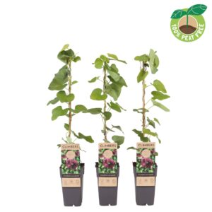 Aristolochia macrophyll
(10 Plants/Order)(15cmP 60cmH)