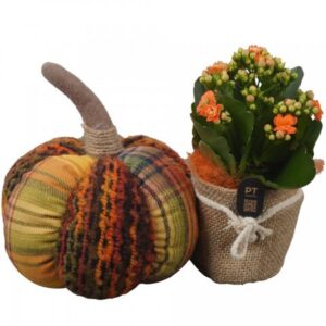 Arrangement kamer PTHI3330 Arrangement Autumn Indoor in stof Pot met pumpkin
(4 Plants/Order)(24cmP 18cmH)