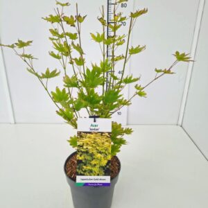 Acer shirasawanum Jordan Acer shirasawanum 'Jordan' 50-60C5
(1 Plants/Order)(23cmP 70cmH)