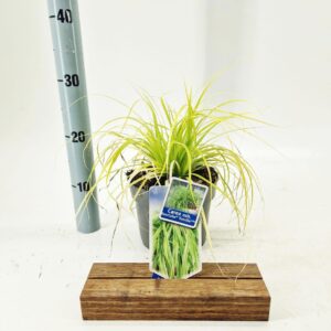 Carex oshimensis Evercolor Everillo PBR
(1 Plants/Order)(17cmP 25cmH)