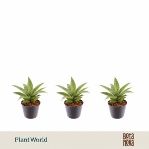 Sansevieria Cylindrica Sansevieria Lotus 7cm
(16 Plants/Order)(7cmP 10cmH)