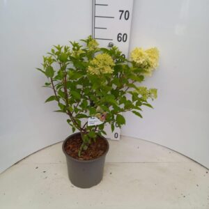 Hydrangea paniculata Limelight PBR
(1 Plants/Order)(23cmP 60cmH)