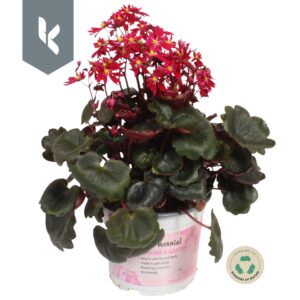 Saxifraga cortusifolia Dancing Pixi Dancing Pixies Tally
(8 Plants/Order)(12cmP 25cmH)