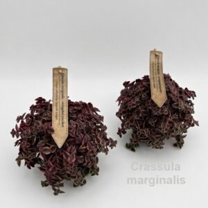 Crassula marginalis
(8 Plants/Order)(12cmP 18cmH)