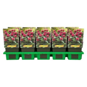 Monarda didyma didya 'Pink Supreme' P11
(10 Plants/Order)(11cmP 25cmH)