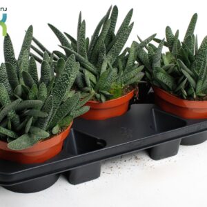 Gasteria carinata var. verrucosa Gasteria Big Ben
(3 Plants/Order)(17cmP 20cmH)