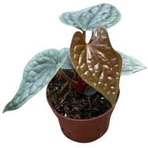Anthurium Leaf Luxurians
(9 Plants/Order)(10.5cmP 15cmH)