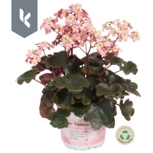 Saxifraga cortusifolia Dancing Pixi Tilda
(8 Plants/Order)(12cmP 25cmH)