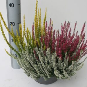 Calluna Garden Girls Trio Trio Schale
(1 Plants/Order)(23cmP 28cmH)