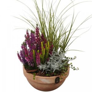 Arrangementen PTHO7693 Arrangement Autumn Outdoor in terracotta schaal
(3 Plants/Order)(19cmP 45cmH)