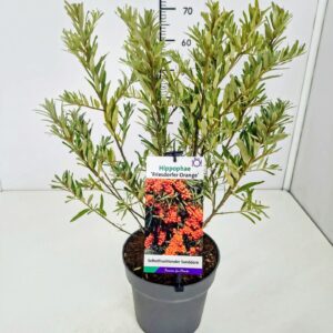 Hippophae rhamnoides Hippophae rhamn. 'Friesdorfer Orange' 40-60C5 
(1 Plants/Order)(22cmP 60cmH)