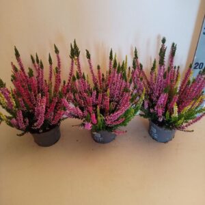 Calluna Beauty-Ladies Ladies Milca Trio- 3 Colours in Pot
(12 Plants/Order)(10.5cmP 20cmH)
