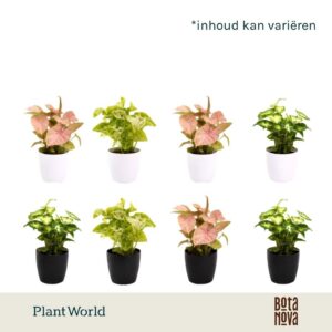 Syngonium mix 7 cm in Sara Black White
(16 Plants/Order)(7cmP 15cmH)