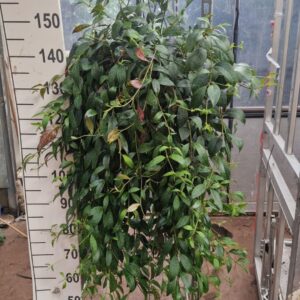 Aeschynanthus marmoratus hangplant XXL 
(1 Plants/Order)(25cmP 100cmH)